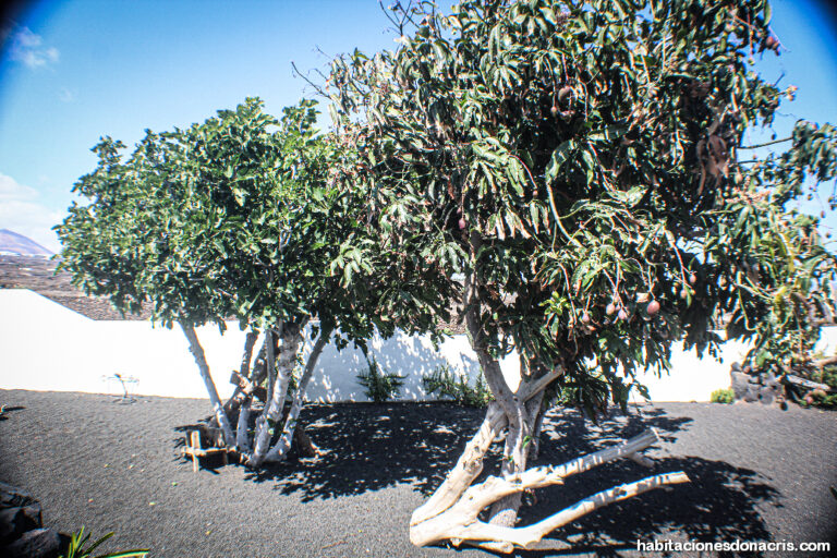habitaciones_dona_Cris_lanzarote_holidays_rooms_vacacional_web90